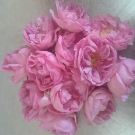 Pulic Apartamento Skradin