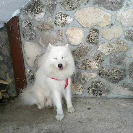 Apartament Pulic *